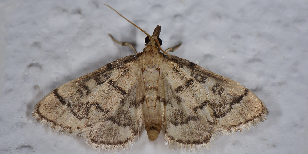 Pyralidae? no, Crambidae: Metasia ophialis